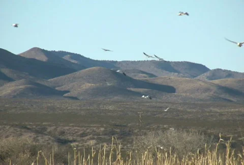 NTSC: Birds at Bosque del Apache Stock Footage 93889