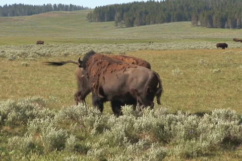 NTSC: Bison fighting Stock Footage 93374