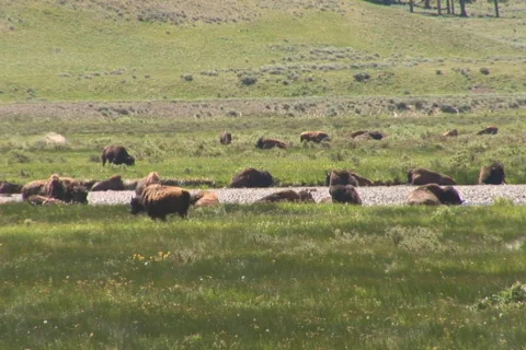 NTSC: Bison - herd Stock Footage 93662