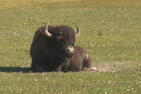 NTSC: Bison ruminating - close Stock Footage 93960