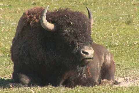 NTSC: Bison ruminating - extreme close Video stock 93962