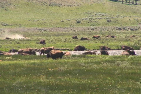 NTSC: Bison - tilt down from herd Stock Footage 93663