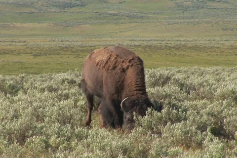 NTSC: Bison - zoom out Stock Footage 93366
