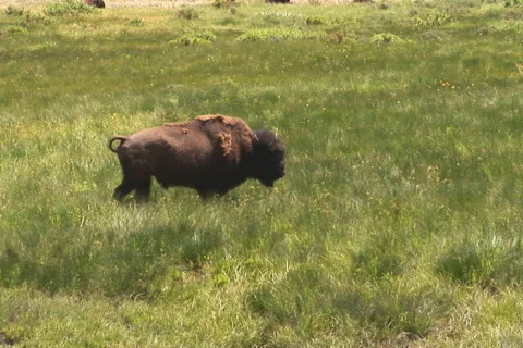 NTSC: Bison - zoom out Stock Footage 93668