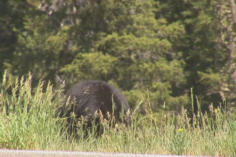 NTSC: Black bear eating Stock Footage 93803
