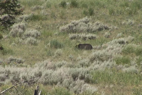 NTSC: Black bear Stock Footage 93640