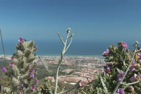 NTSC: Blooming plants Stock Footage 484336