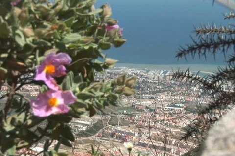 NTSC: Blooming plants Stock Footage 484339
