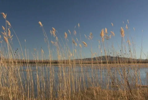 NTSC: Bosque del Apache Panning Shot Stock Footage 94184