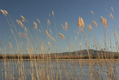 NTSC: Bosque del Apache Scenic Stock Footage 94262