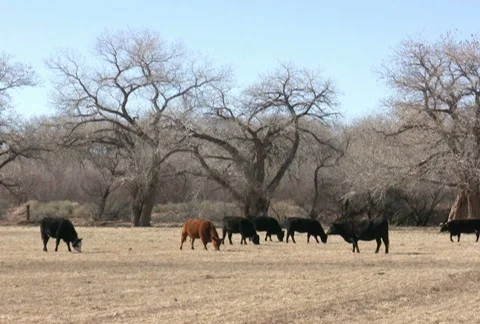 NTSC: Cattle Grazing in a Field Stock Footage 97435