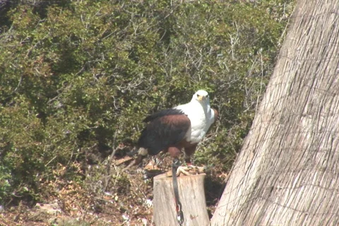 NTSC: Chained bald eagle Stock Footage 484353