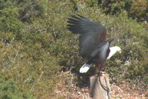 NTSC: Chained bald eagle Stock Footage 484355