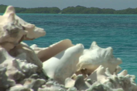 NTSC: Conch shells Stock Footage 153532