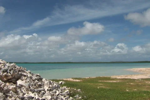 NTSC: Conch shells Stock Footage 153538