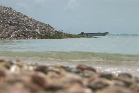 NTSC: Conch shells Stock Footage 153541