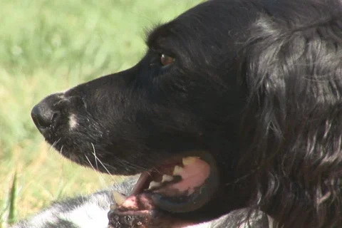 NTSC: Dog alert Stock Footage 93986