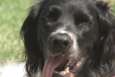 NTSC: Dog - hot Stock Footage 93985