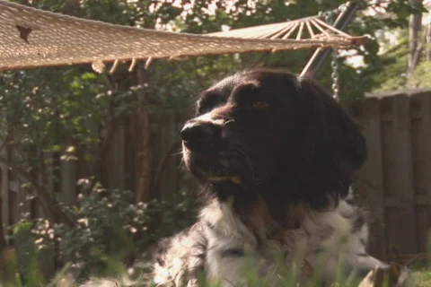 NTSC dog under hammock Stock Footage 92561