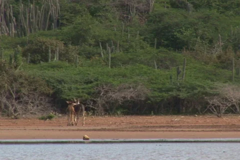 NTSC: Donkey Stock Footage 153576