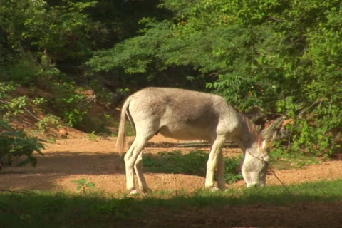 NTSC: Donkey Stock Footage 153589