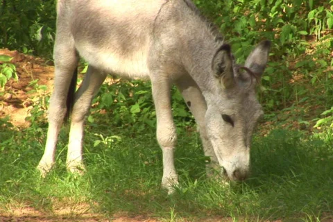 NTSC: Donkey Stock Footage 153592