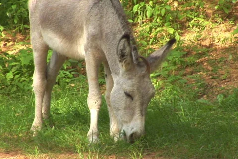 NTSC: Donkey Stock Footage 153594