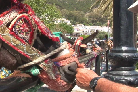 NTSC: Donkey Stock Footage 419034