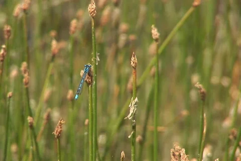 NTSC: Dragonfly Stock Footage 93954