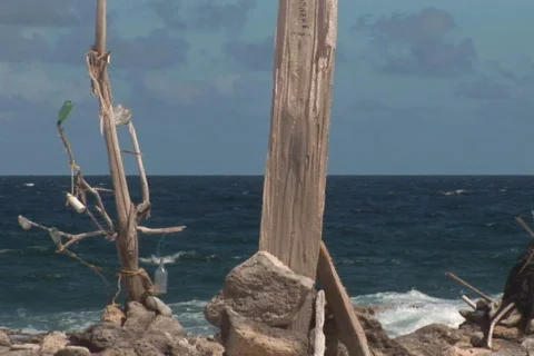 NTSC: Driftwood Stock Footage 153284