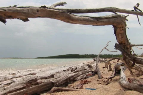 NTSC: Driftwood Stock Footage 153611