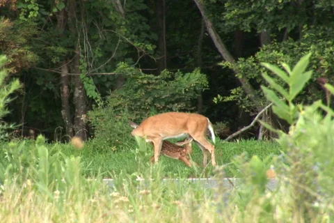 NTSC fawn drinking Video stock 92558