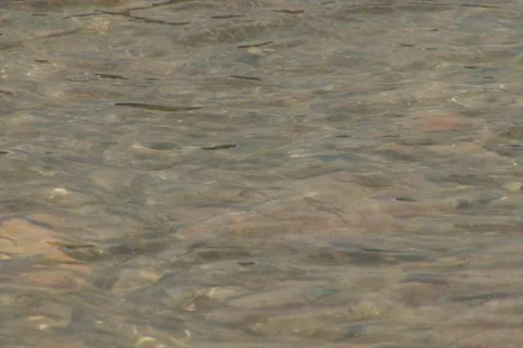 NTSC: Fish Stock Footage 93952