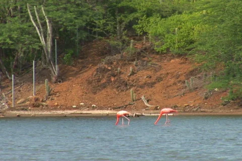 NTSC: Flamingo's Stock Footage 153572