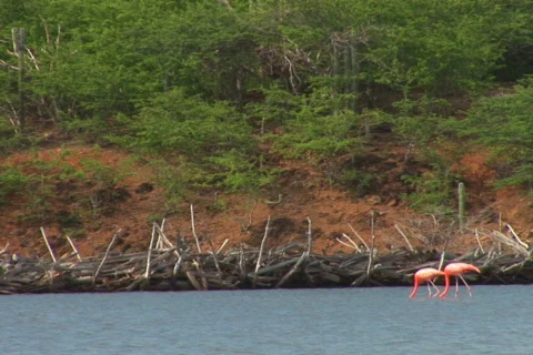 NTSC: Flamingo's Stock Footage 153573