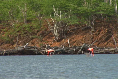 NTSC: Flamingo's Stock Footage 153574