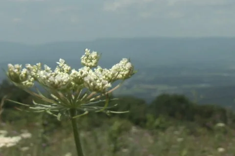 NTSC Flower &amp; Mountains Stock Footage 92563