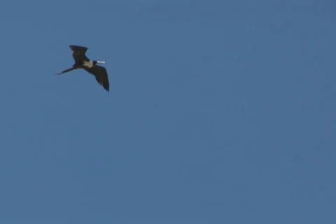NTSC: frigate bird Stock Footage 153229