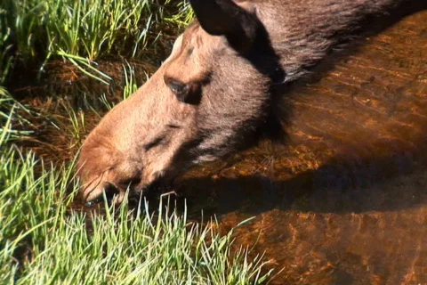 NTSC: Moose drinking close - zoom out Stock Footage 93338