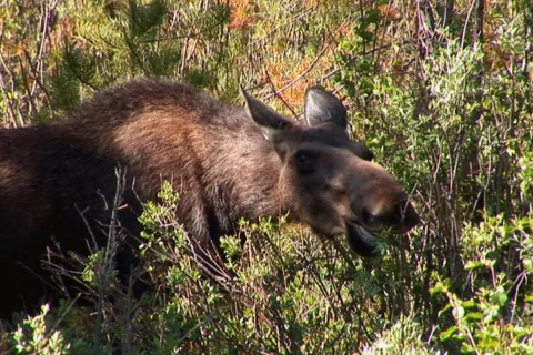 NTSC: Moose eats tree Stock Footage 93343