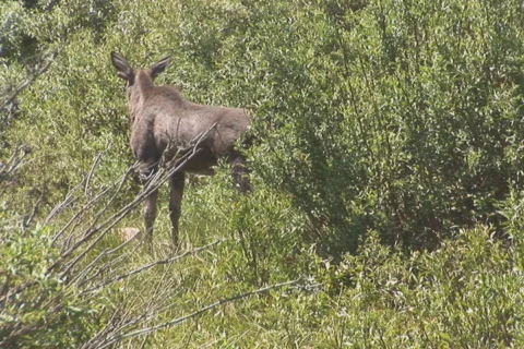 NTSC: Moose  Stock Footage 93805