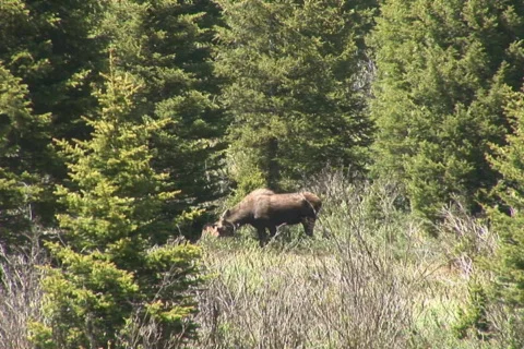 NTSC: Moose looks up Stock Footage 93307