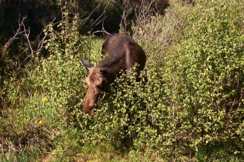NTSC: Moose - walking to water &amp; drinking Stock Footage 93331
