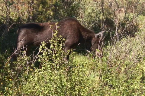 NTSC: Moose - zoom in Stock Footage 93325