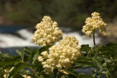 NTSC: Mountain &amp; flowers Stock Footage 93947