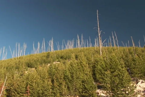 NTSC: Mud pots - tilt down Stock Footage 93350