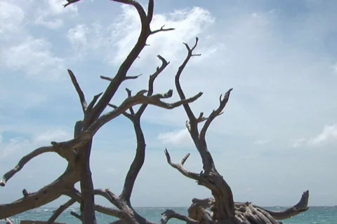 NTSC: Old driftwood tree Stock Footage 153528