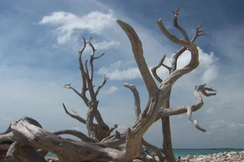 NTSC: Old driftwood tree Video stock 153529
