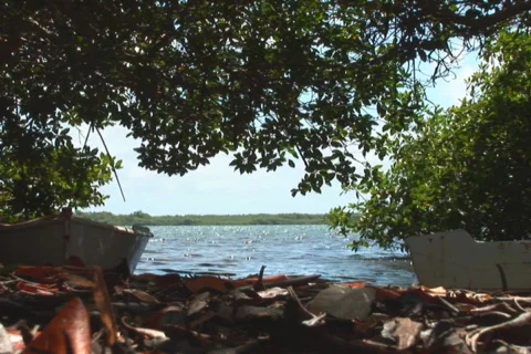 NTSC: Old rowboats Stock Footage 153251
