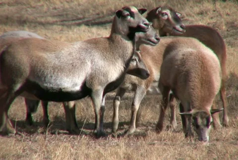 NTSC: Pelibuey Sheep Stock Footage